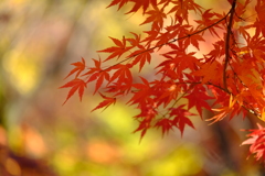 豪徳寺紅葉 2017/Dec/2 - 4