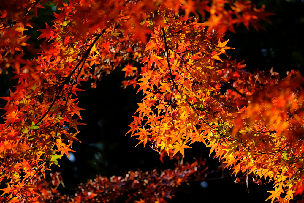 豪徳寺紅葉 2017/Dec/2 - 7