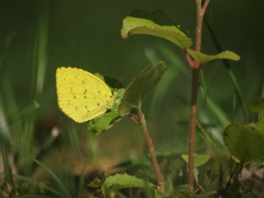 Resting Butterfly