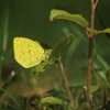 Resting Butterfly
