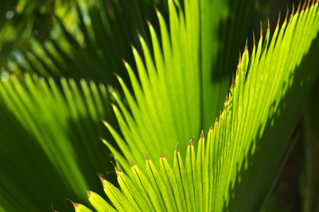 Wave of Leaves
