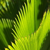 Wave of Leaves