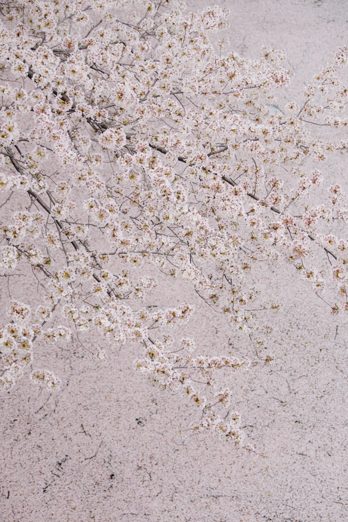 桜色の川面