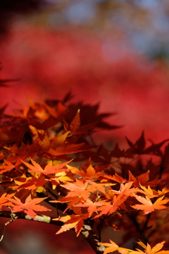 豪徳寺紅葉 2017/Dec/2 - 3