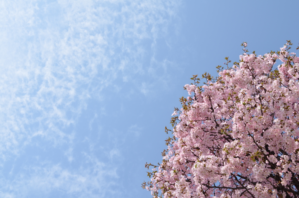 桜と雲と