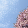 桜と雲と