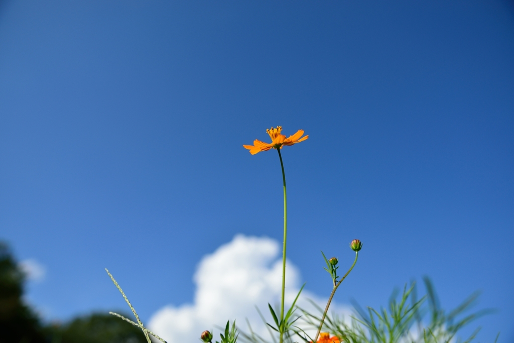 黄花コスモスと入道雲