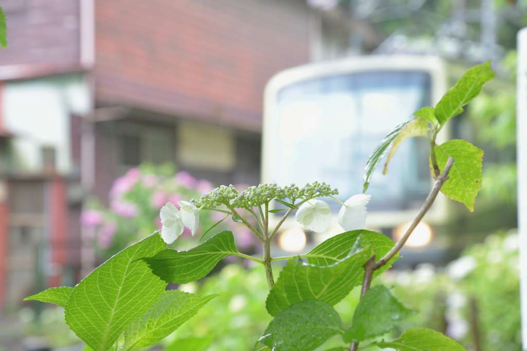 鎌倉江ノ電散歩(ゆる鉄風)