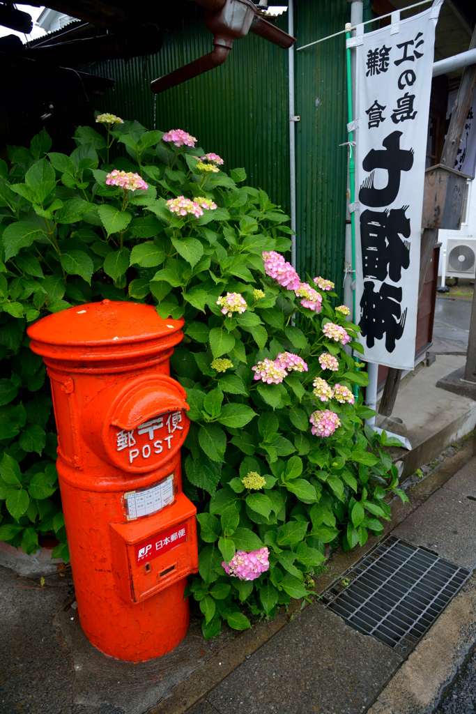 鎌倉あじさい散歩