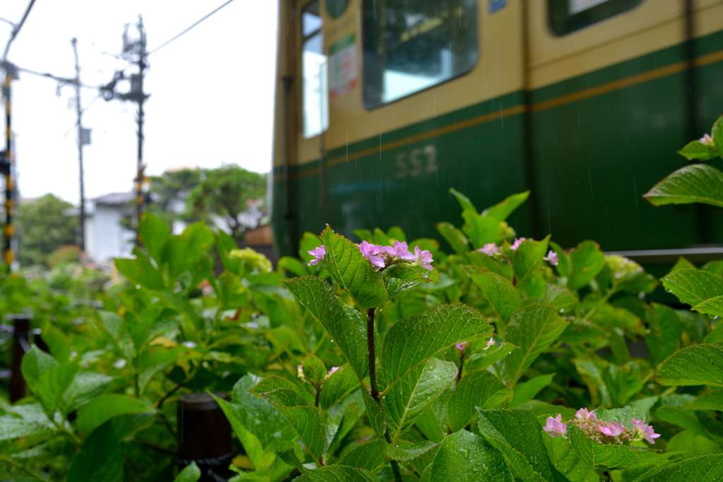 鎌倉江ノ電散歩