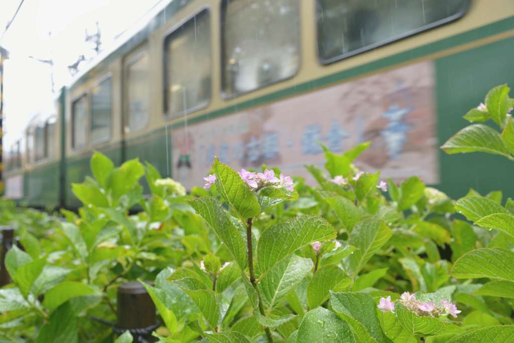 鎌倉江ノ電散歩(ゆる鉄風)