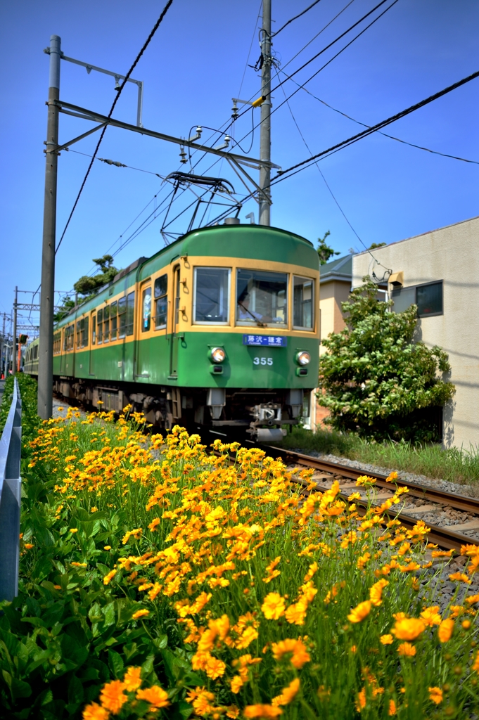 初夏の花咲く　(藤沢江ノ電散歩)