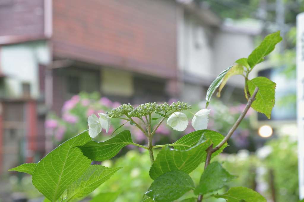 鎌倉江ノ電散歩(ゆる鉄風)