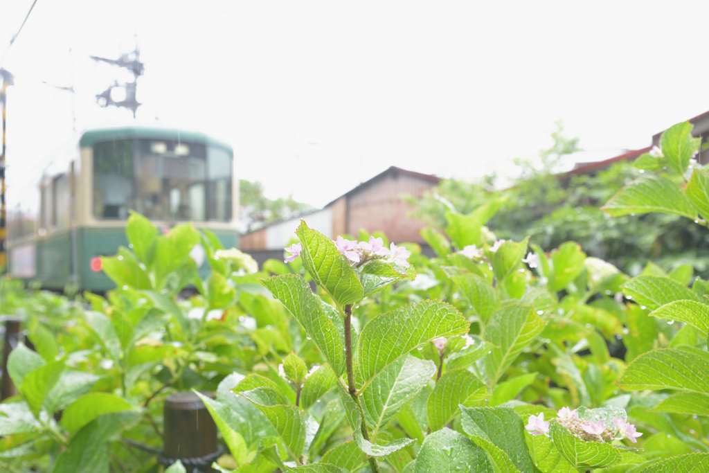 鎌倉江ノ電散歩(ゆる鉄風)