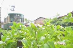 鎌倉江ノ電散歩(ゆる鉄風)