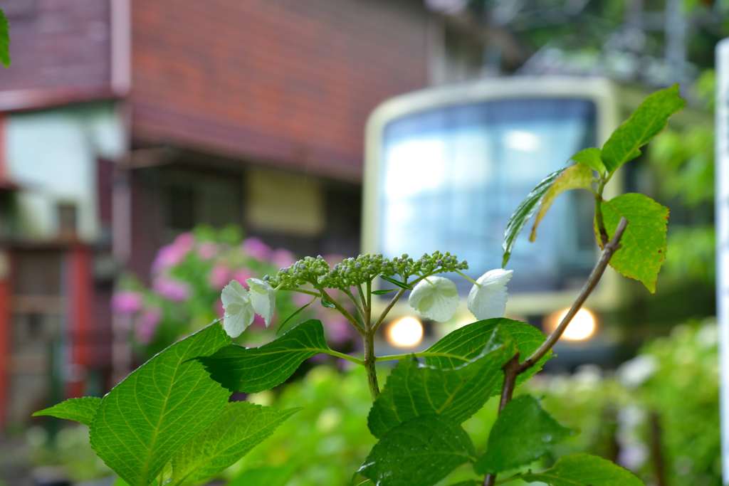 鎌倉江ノ電散歩