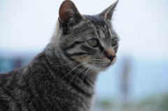 猫1