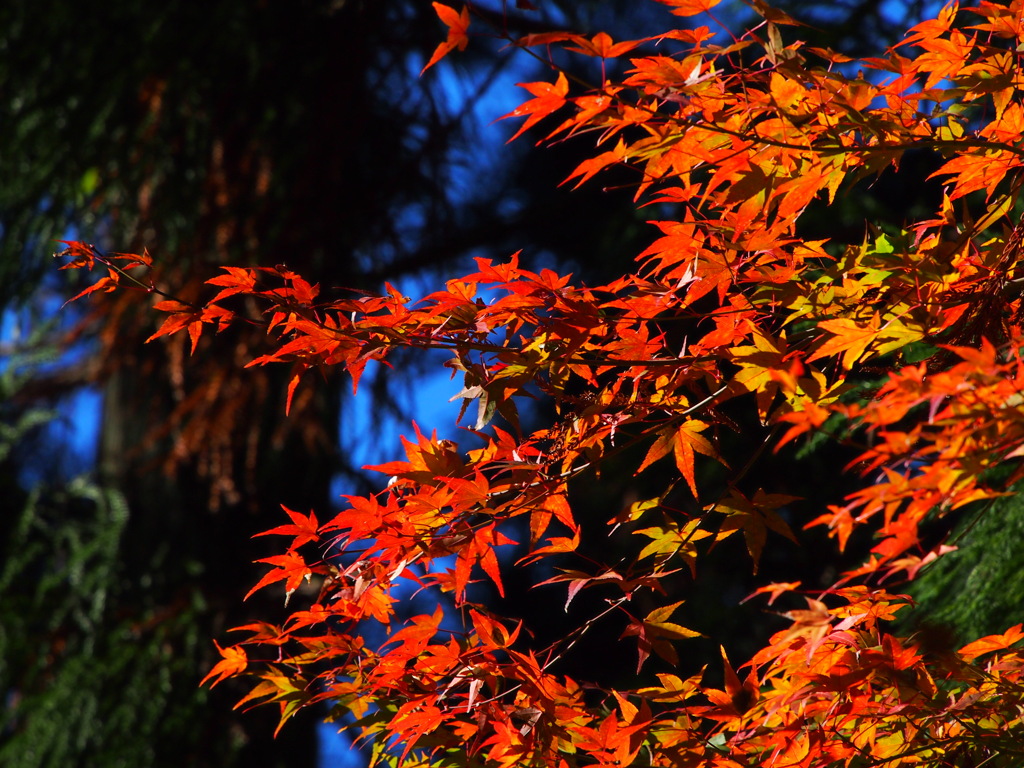 紅葉