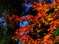 紅葉