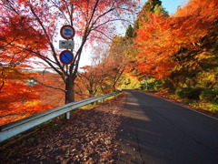 紅葉2