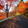 紅葉2