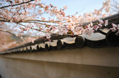 醍醐寺の桜⑦
