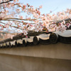 醍醐寺の桜⑦
