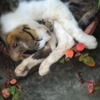 続・おねんね中