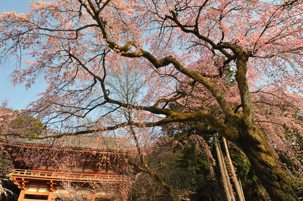 醍醐寺の桜⑥