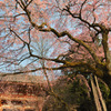 醍醐寺の桜⑥