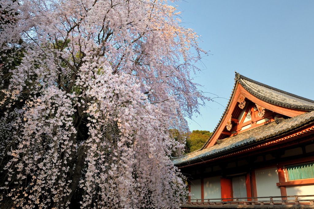 醍醐寺の桜⑨