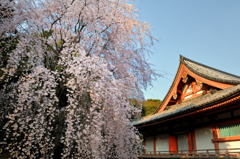 醍醐寺の桜⑨