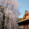 醍醐寺の桜⑨