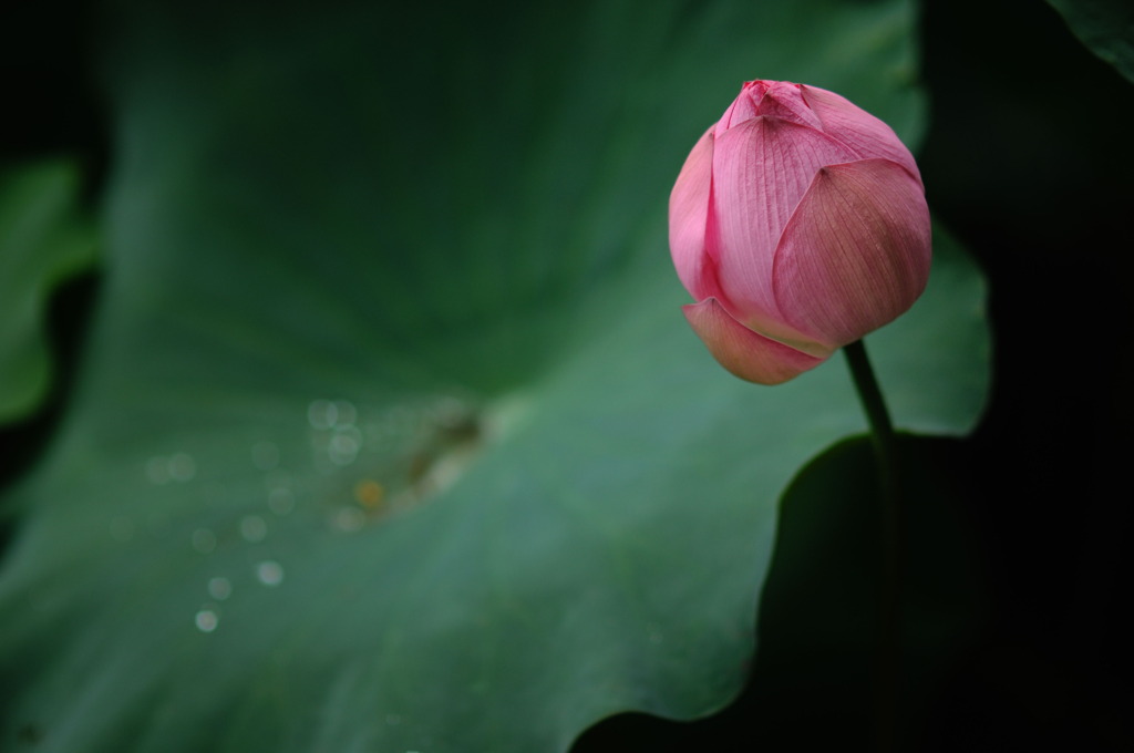 雨上がりの蓮①