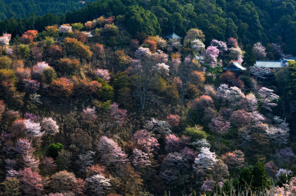 千本桜②