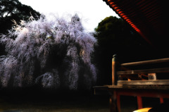 醍醐寺の桜⑩