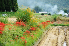 秋桜と彼岸花