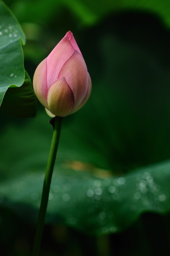 雨上がりの蓮④