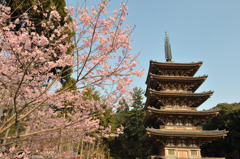 醍醐寺の桜⑤