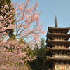醍醐寺の桜⑤