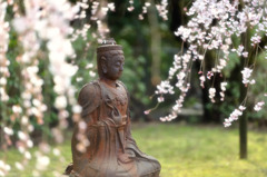 醍醐寺の桜①