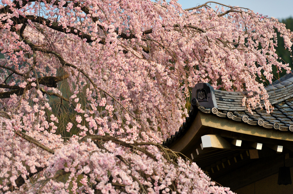 醍醐寺の桜⑧