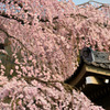 醍醐寺の桜⑧