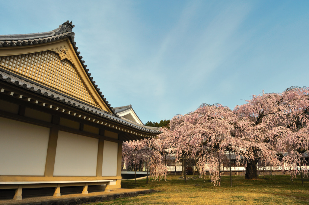 醍醐寺の桜②