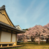 醍醐寺の桜②