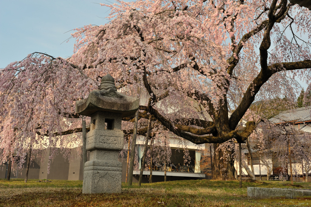 醍醐寺の桜④