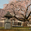 醍醐寺の桜④
