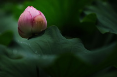 雨上がりの蓮③