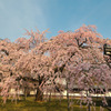 醍醐寺の桜③