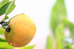 太陽の光を受けるミカン